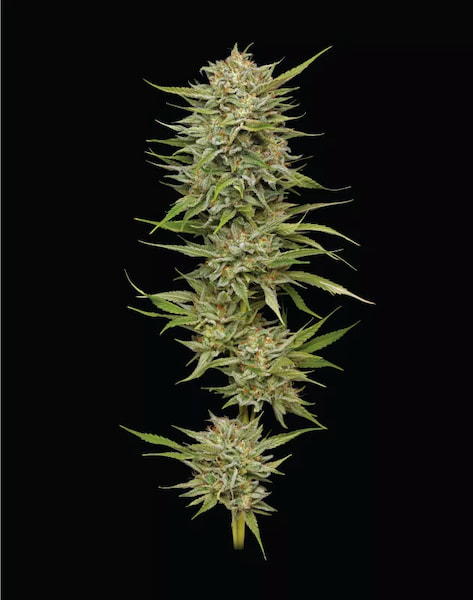 OG Kush > Humboldt Seed Company | Feminized Cannabis   |  Indica